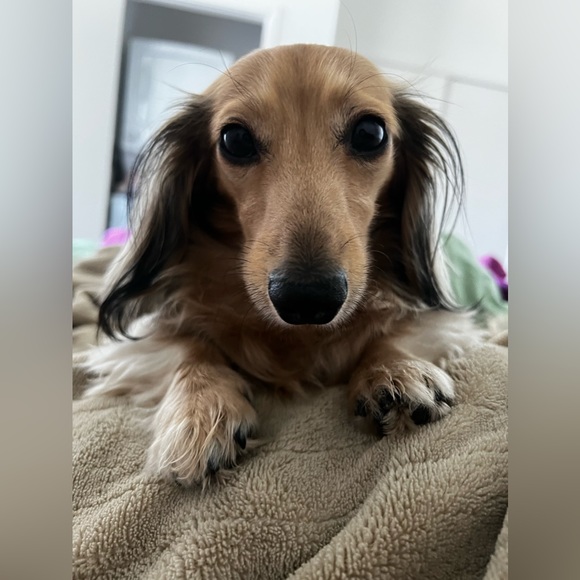 Meet your Posher, Dani - Picture 2 of 4